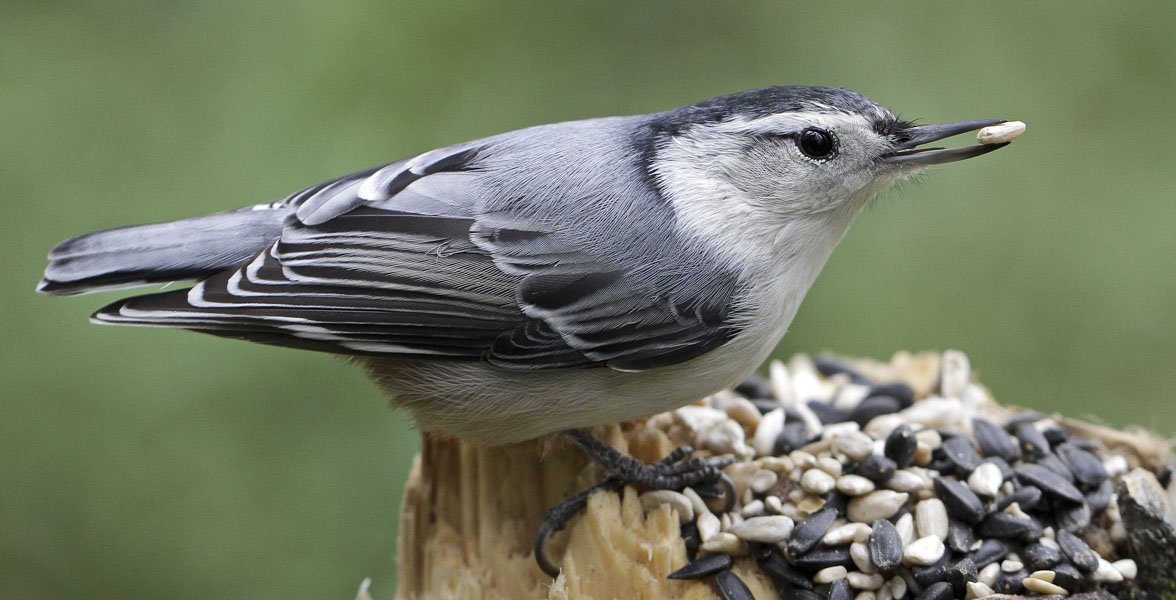 A White-breasted Nuthatch perches on a stump covered in birdseed. It holds a seed in its beak.
