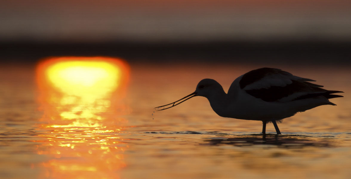The silhouette of an American Avocet foraging in shallow water.