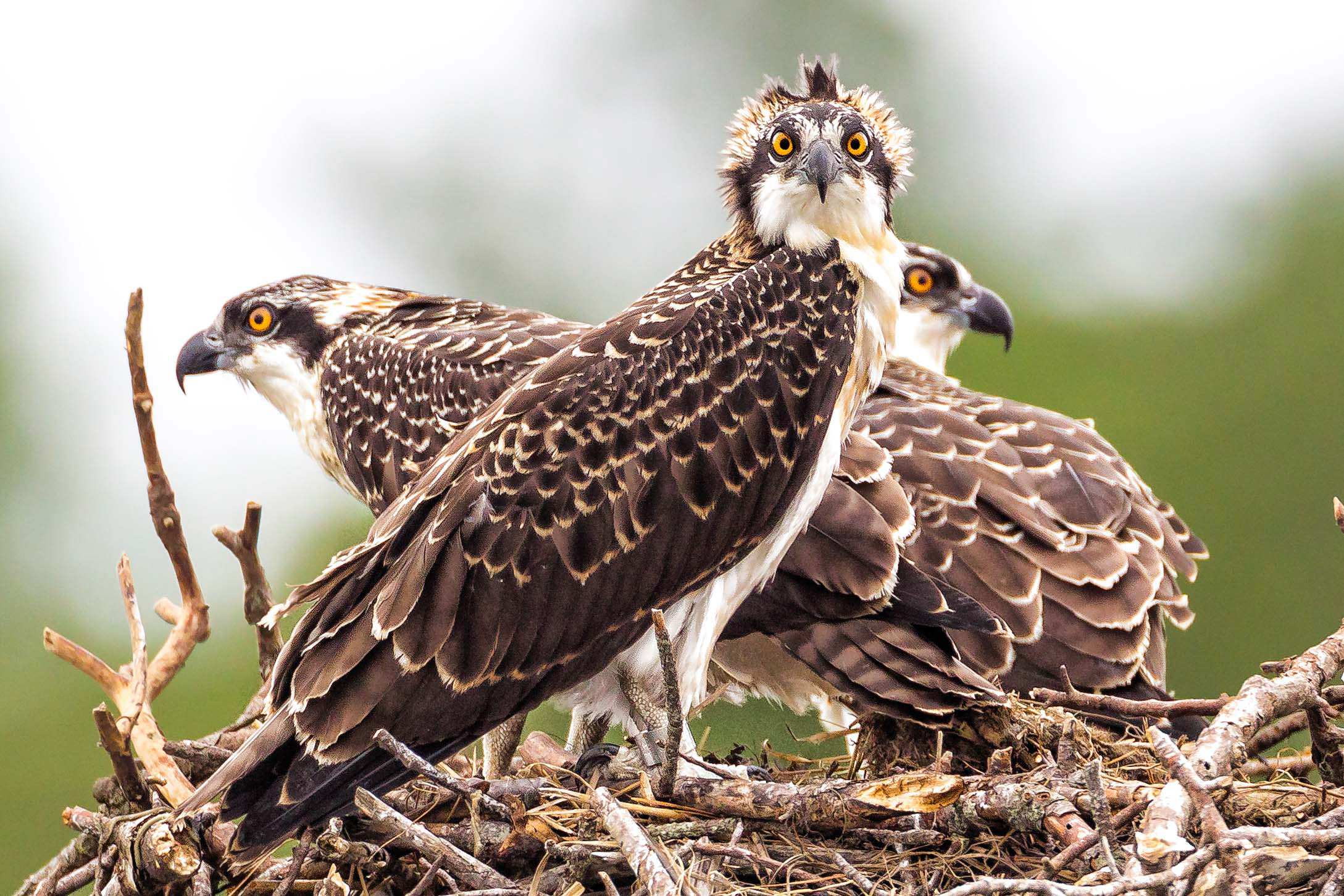 Osprey juveniles in nest. 