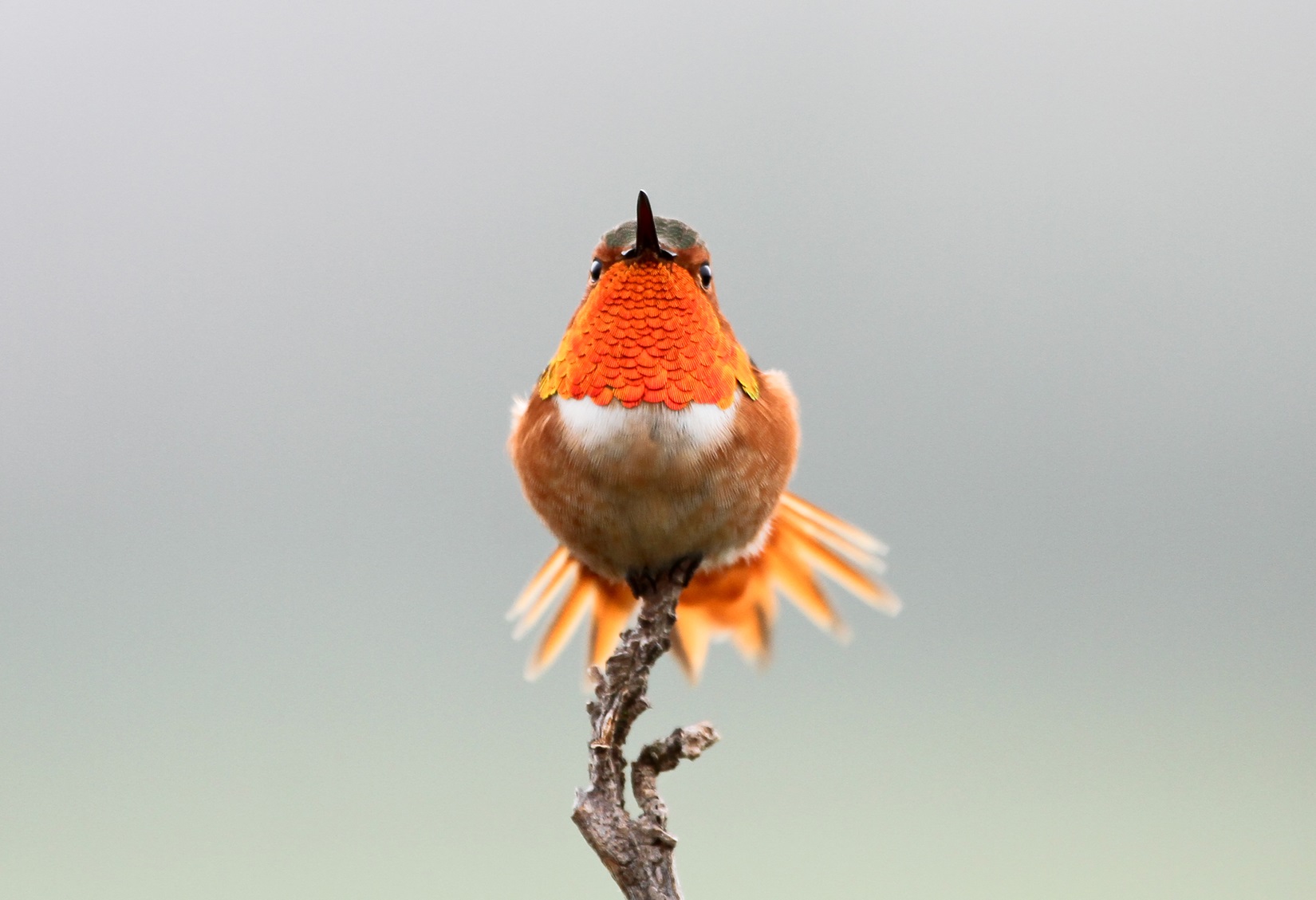 A vibrant Allen's Hummingbird displays its tail from the top of a perch.