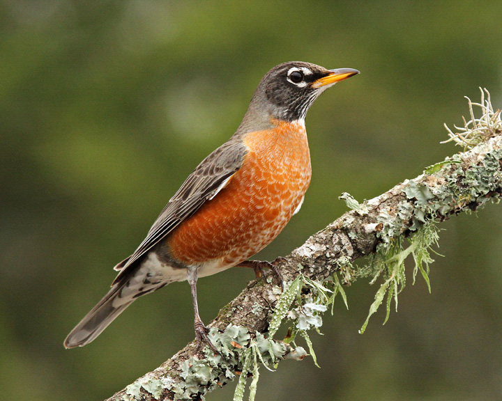 American robin on tree