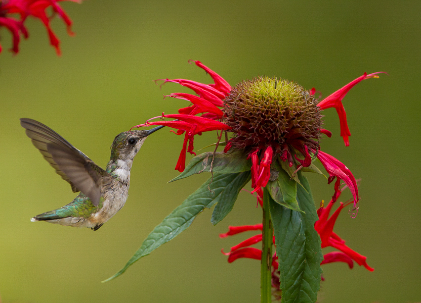 Ruby-throated hummingbird in flight.