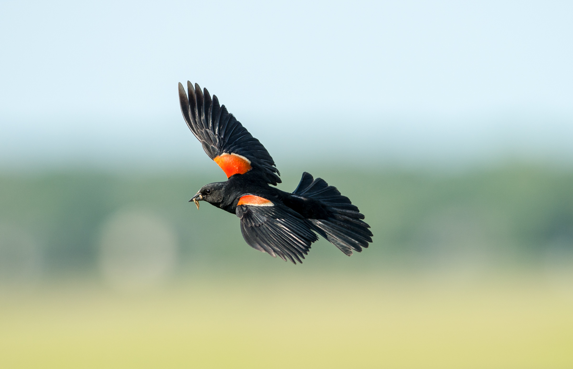 Red-winged blackbird in flight. 