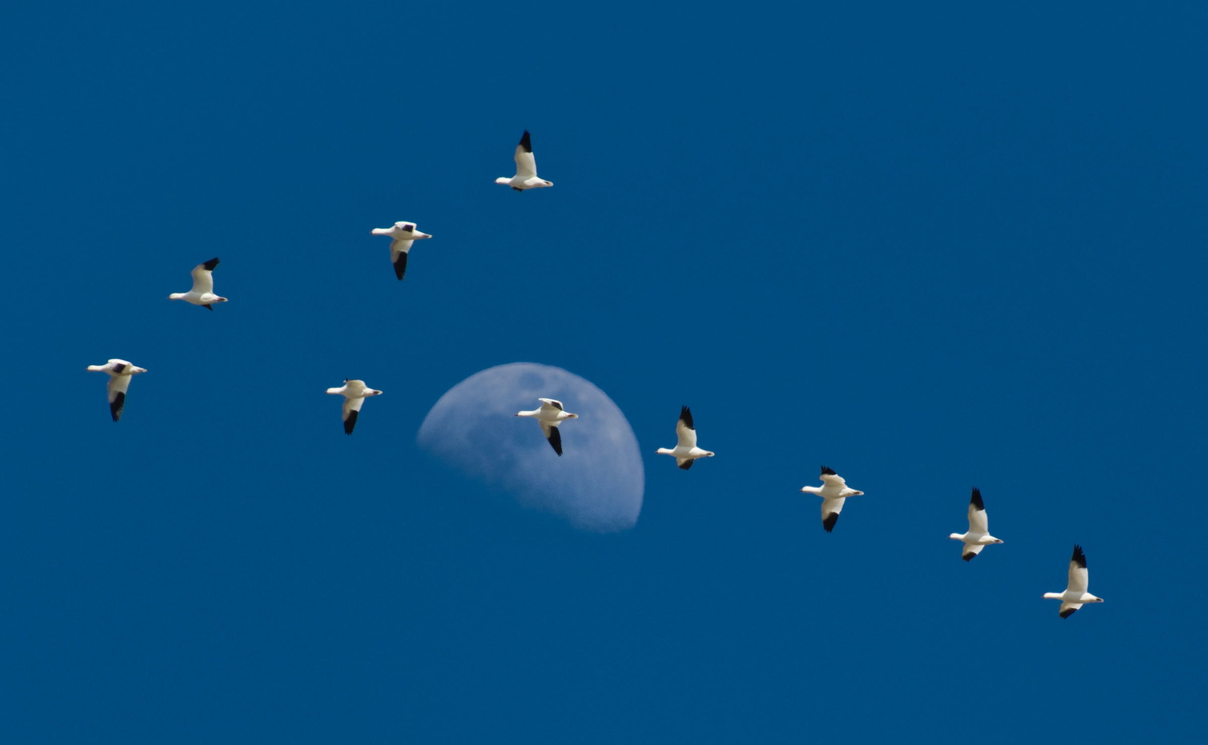 Snow Geese.