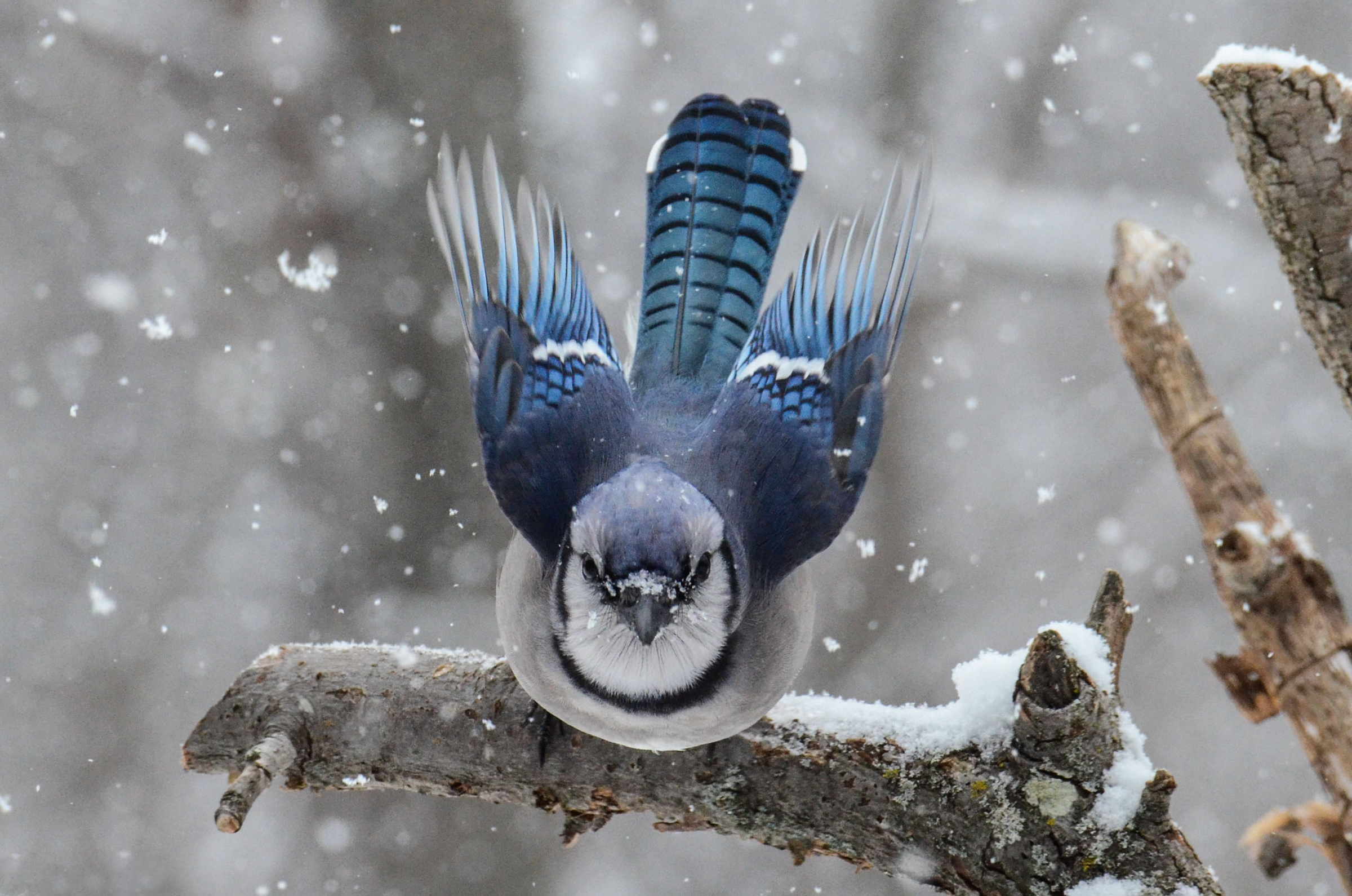 Blue Jay on tree in the snow.