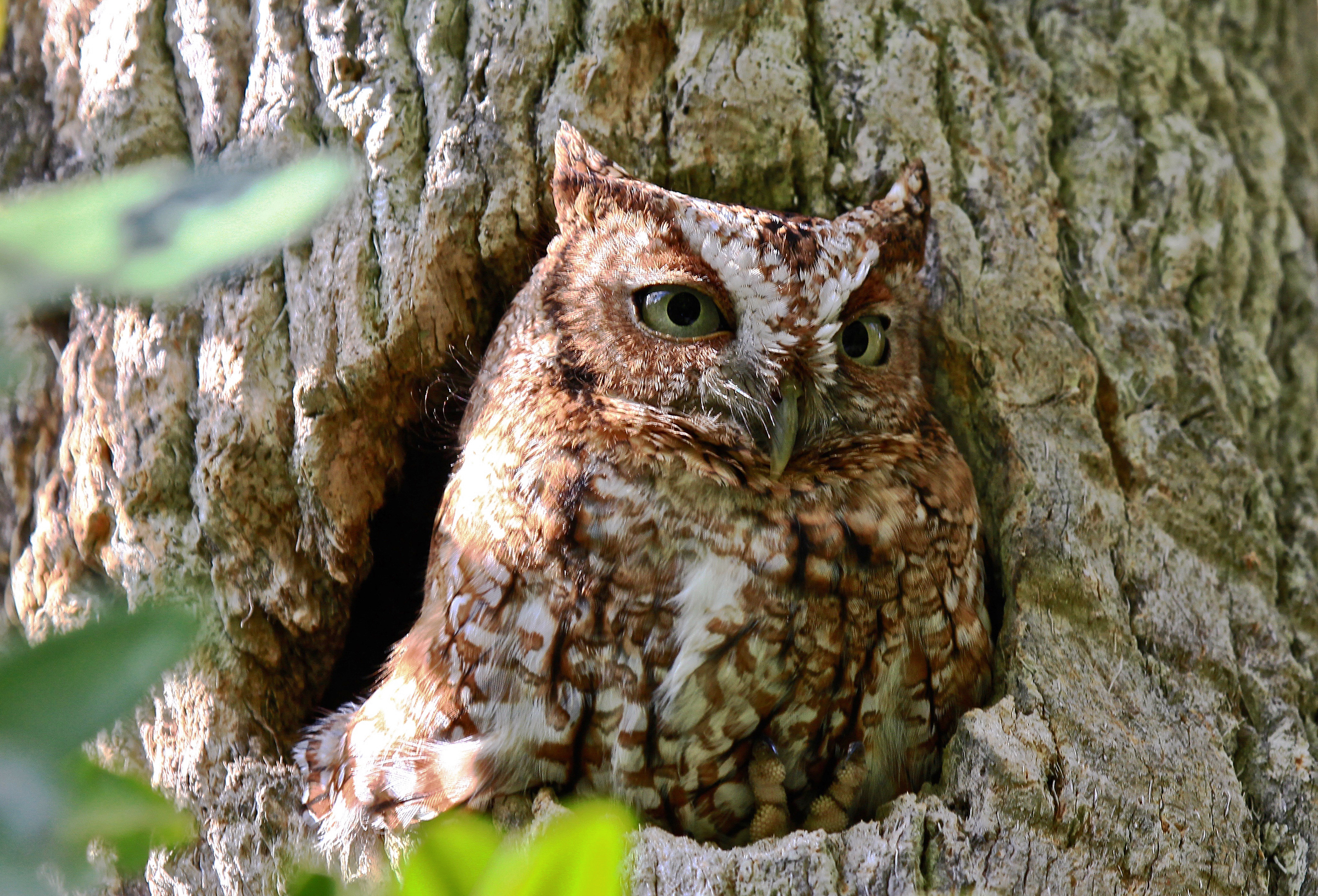 Eastern screech owl in tree