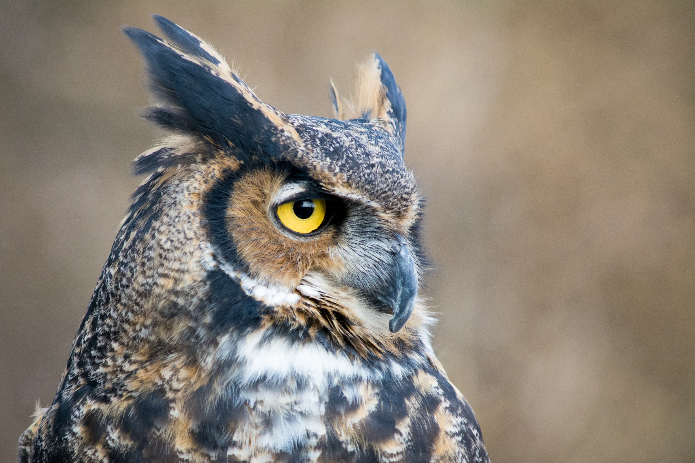 Great Horned Owl. Photo: Shannon Quinn/Audubon Photography Awards