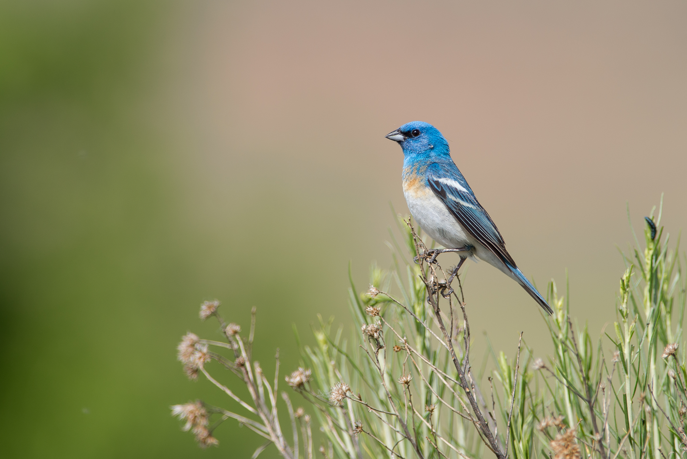 Lazuli Bunting.