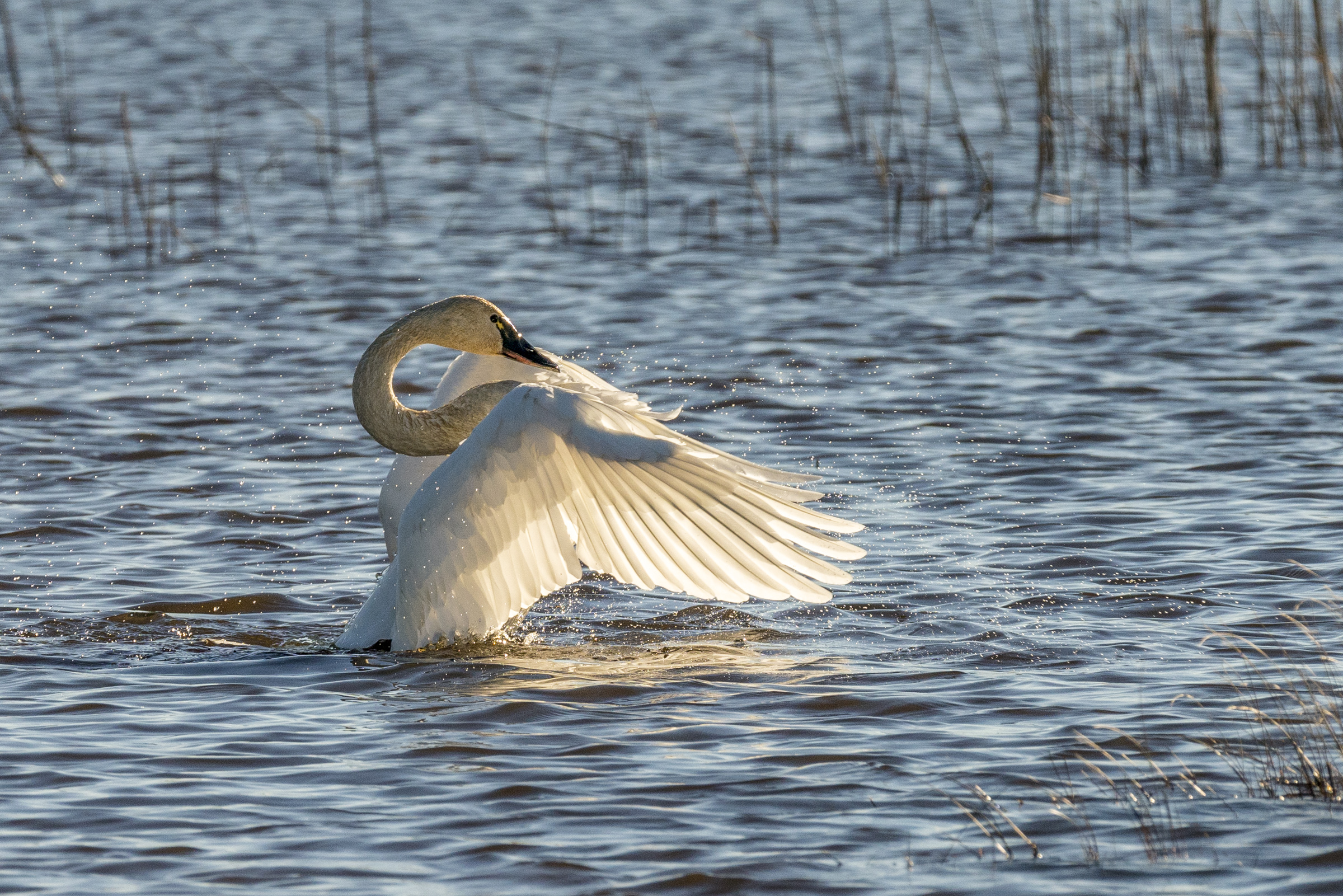 Tundra swan in water. 
