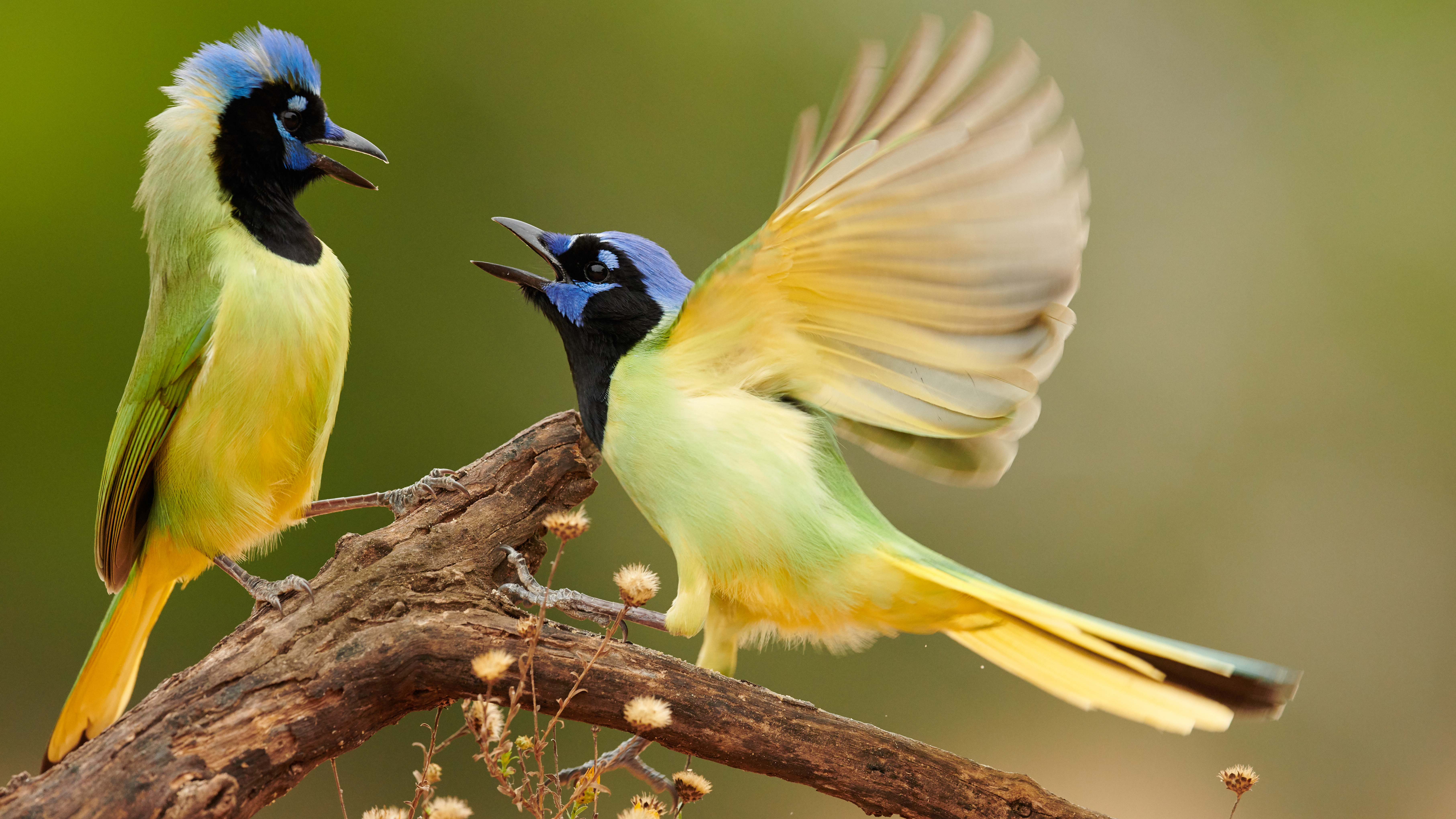 jays