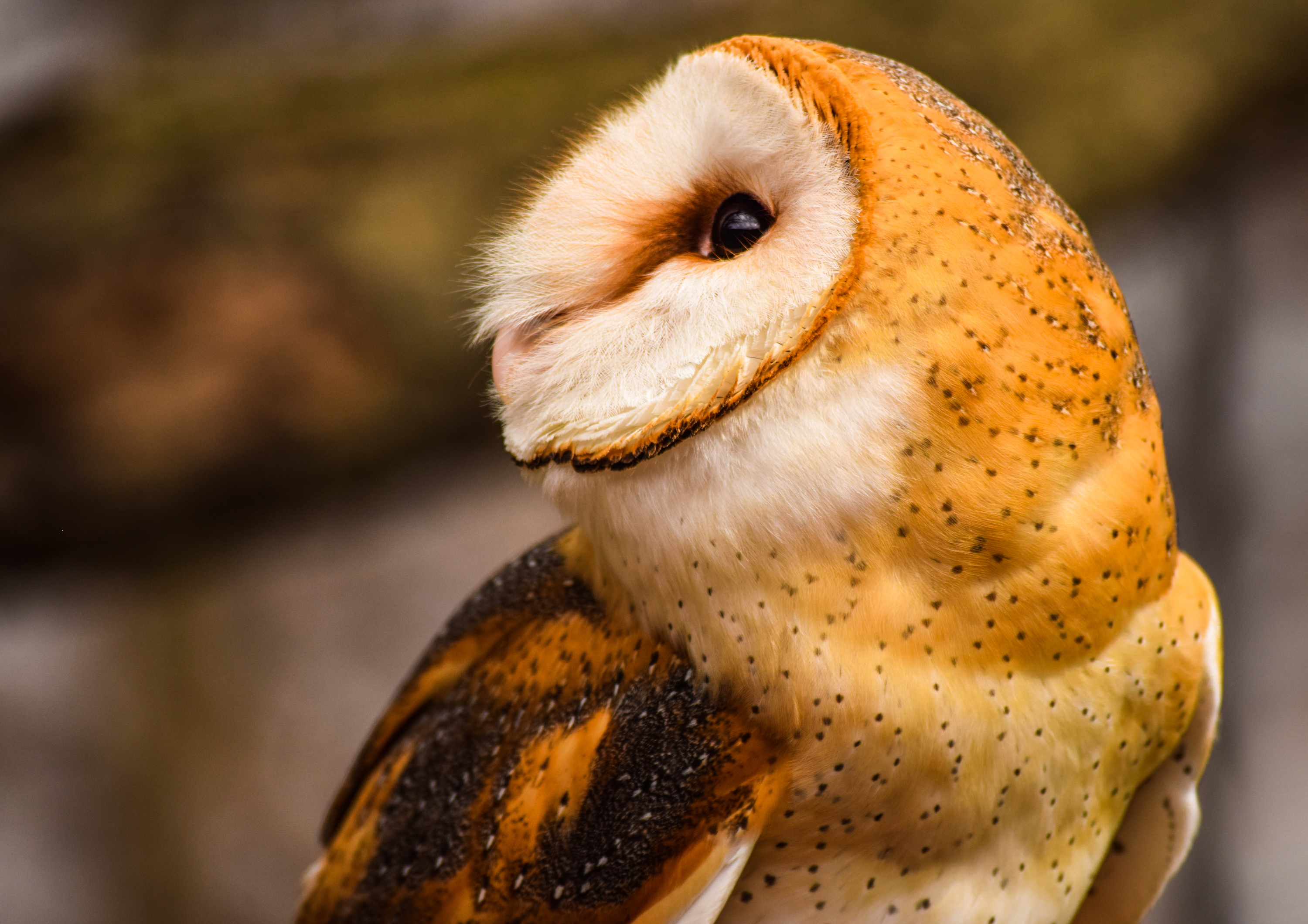 Barn owl looking to its right. 