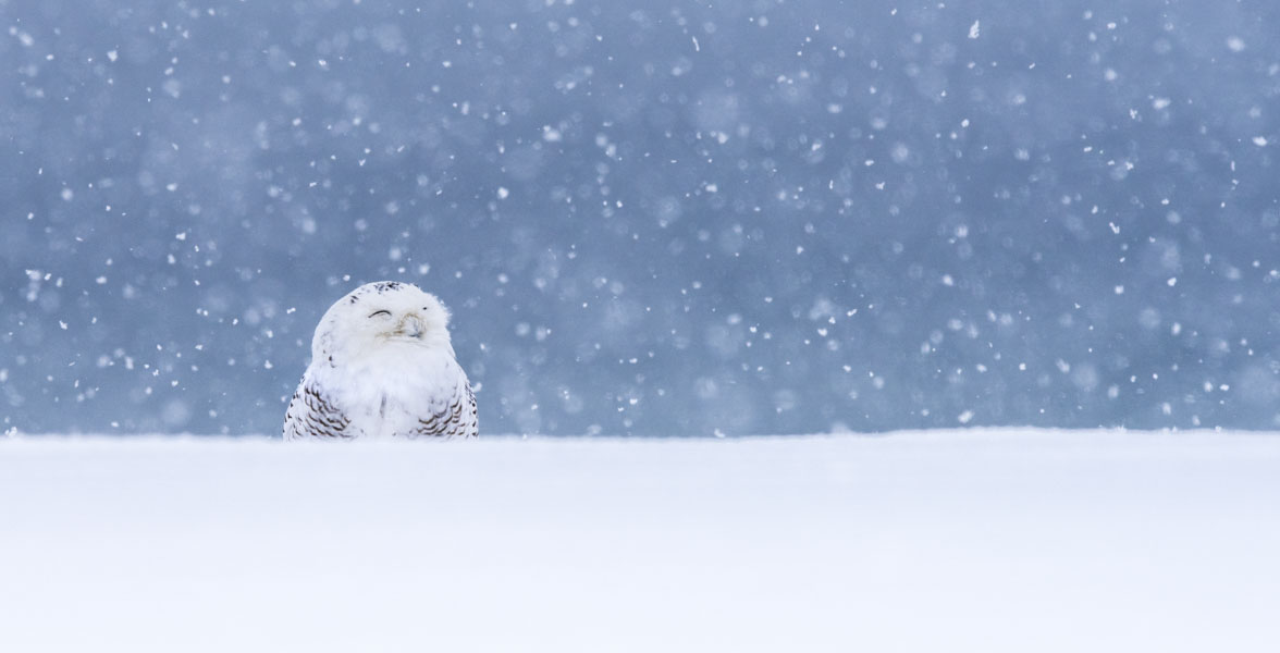 A Snowy Owl perched in a snow-covered field with its eyes closed. Light snow is falling.