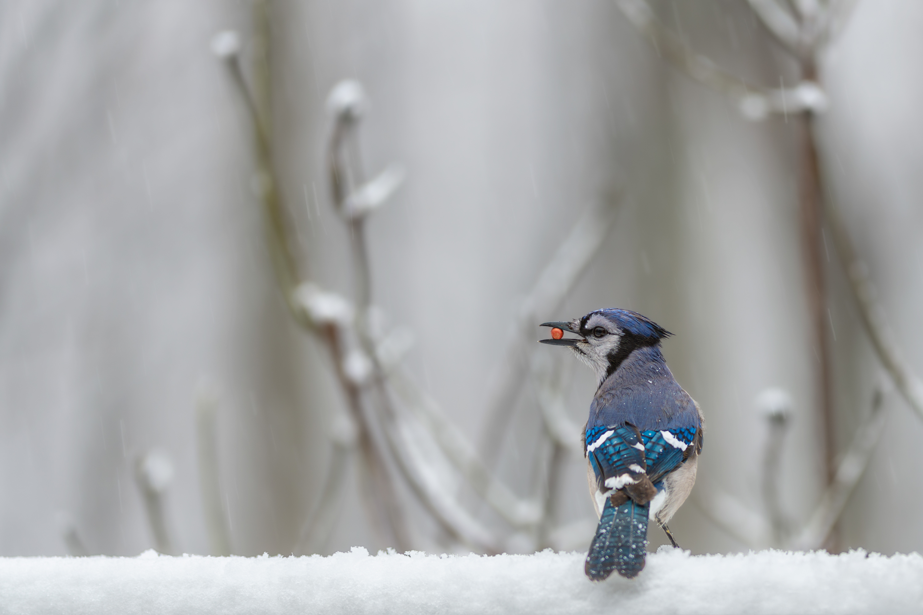 Blue Jay in the snow.