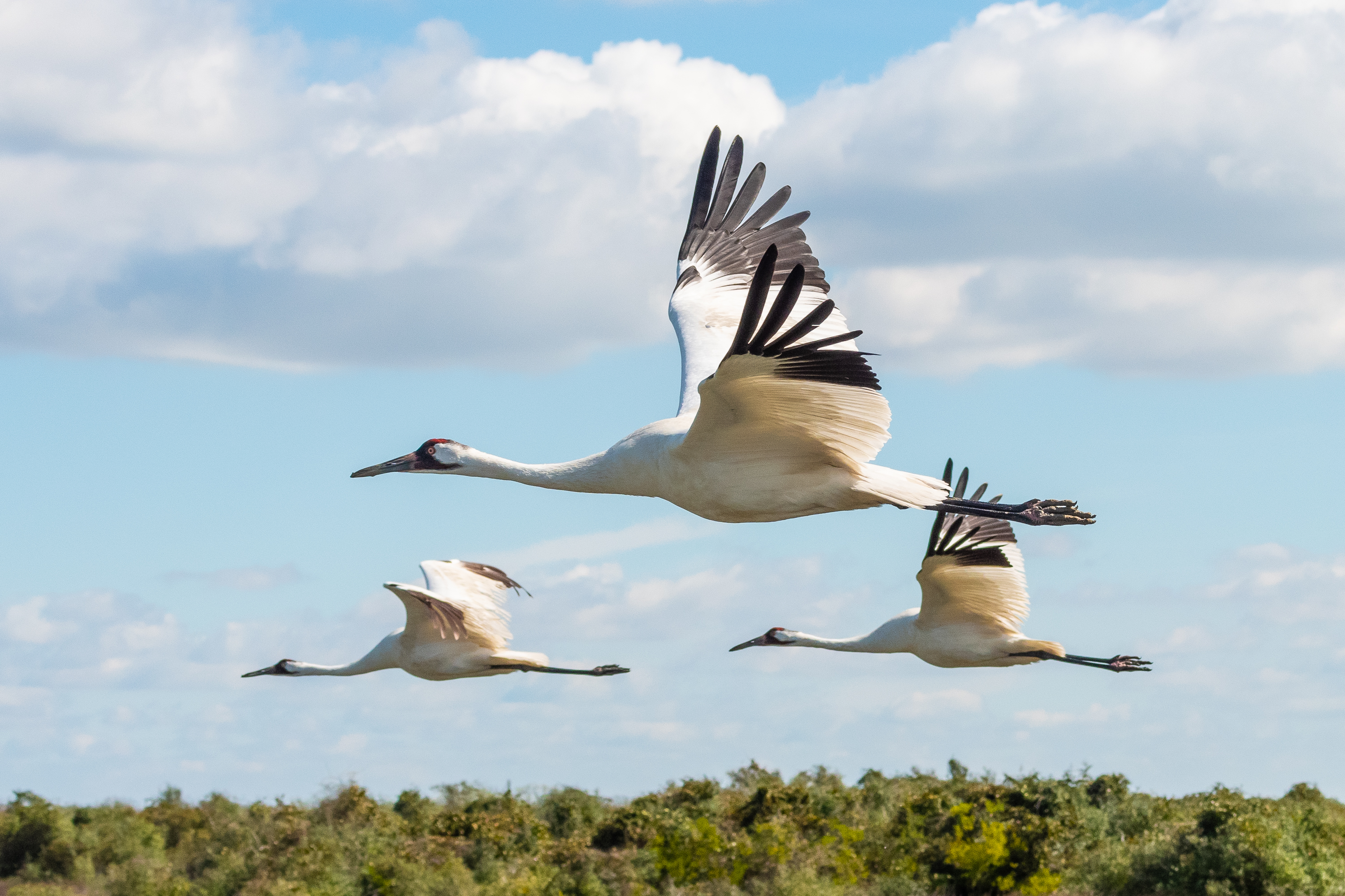 Whooping Crane