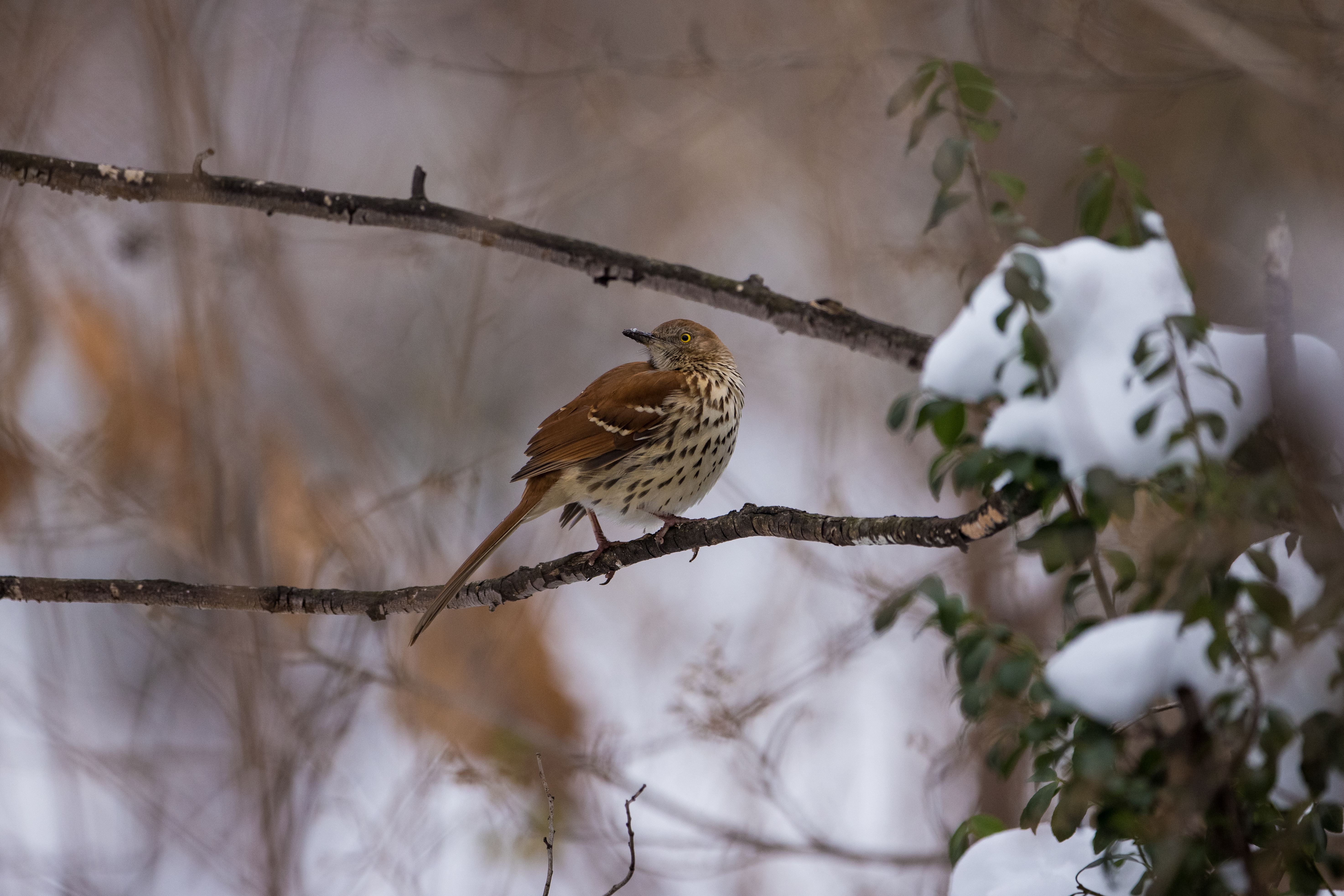 Brown thrasher in tree.