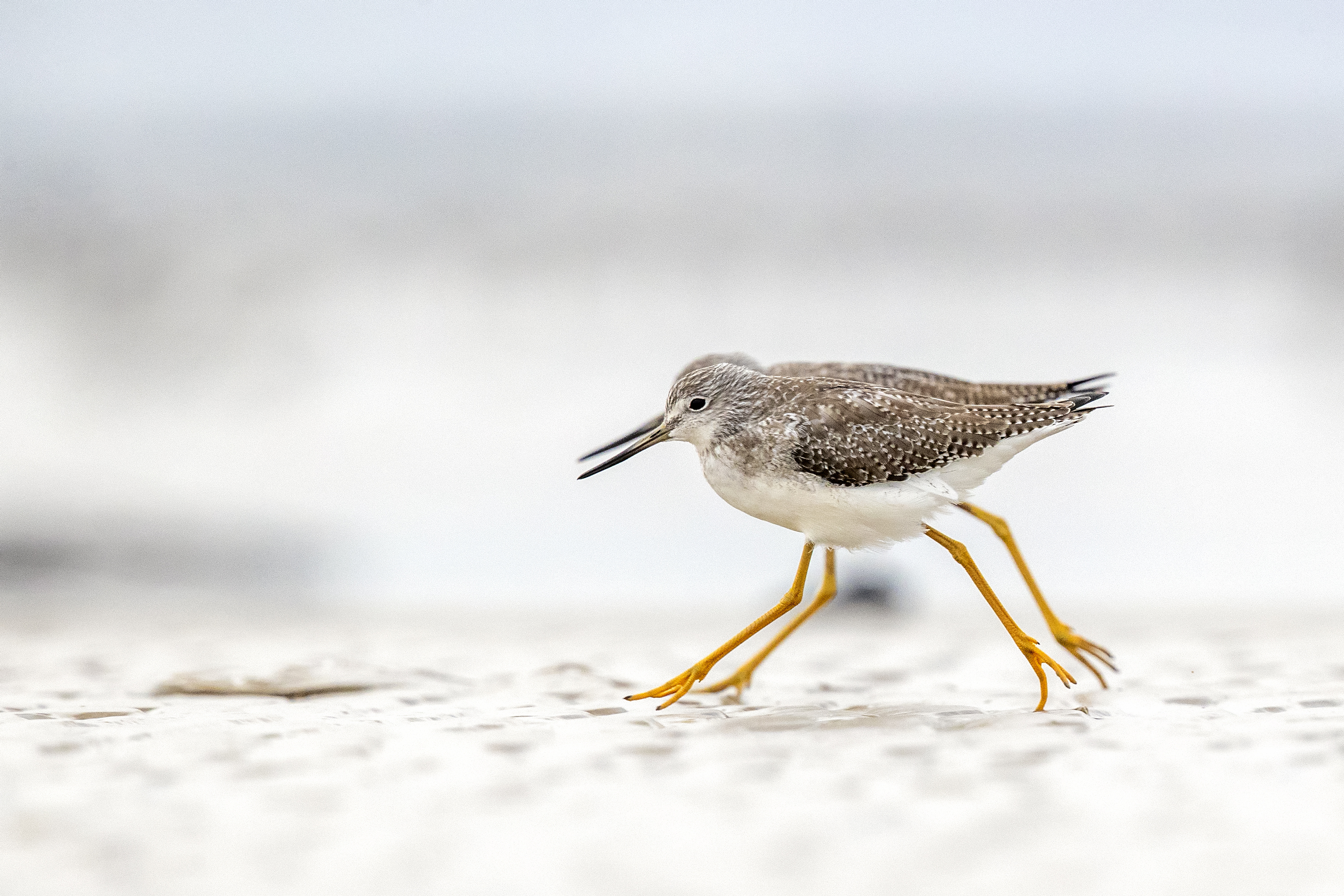 Greater Yellowlegs