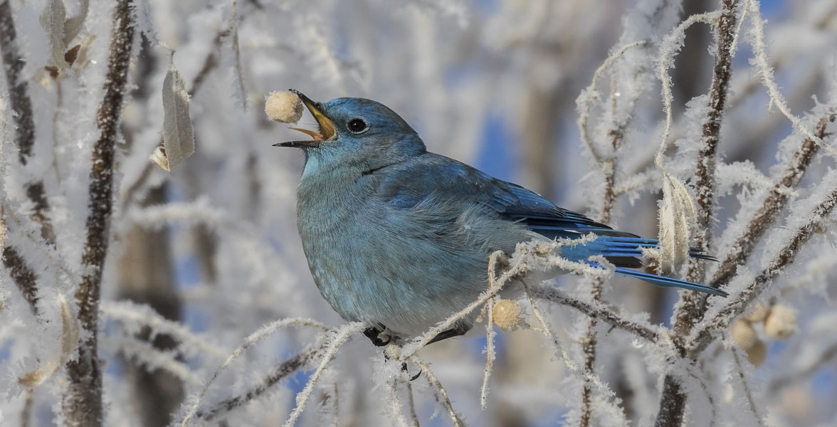 A Mountain Bluebird eats a frost-covered berry while perched on a frosty branch.