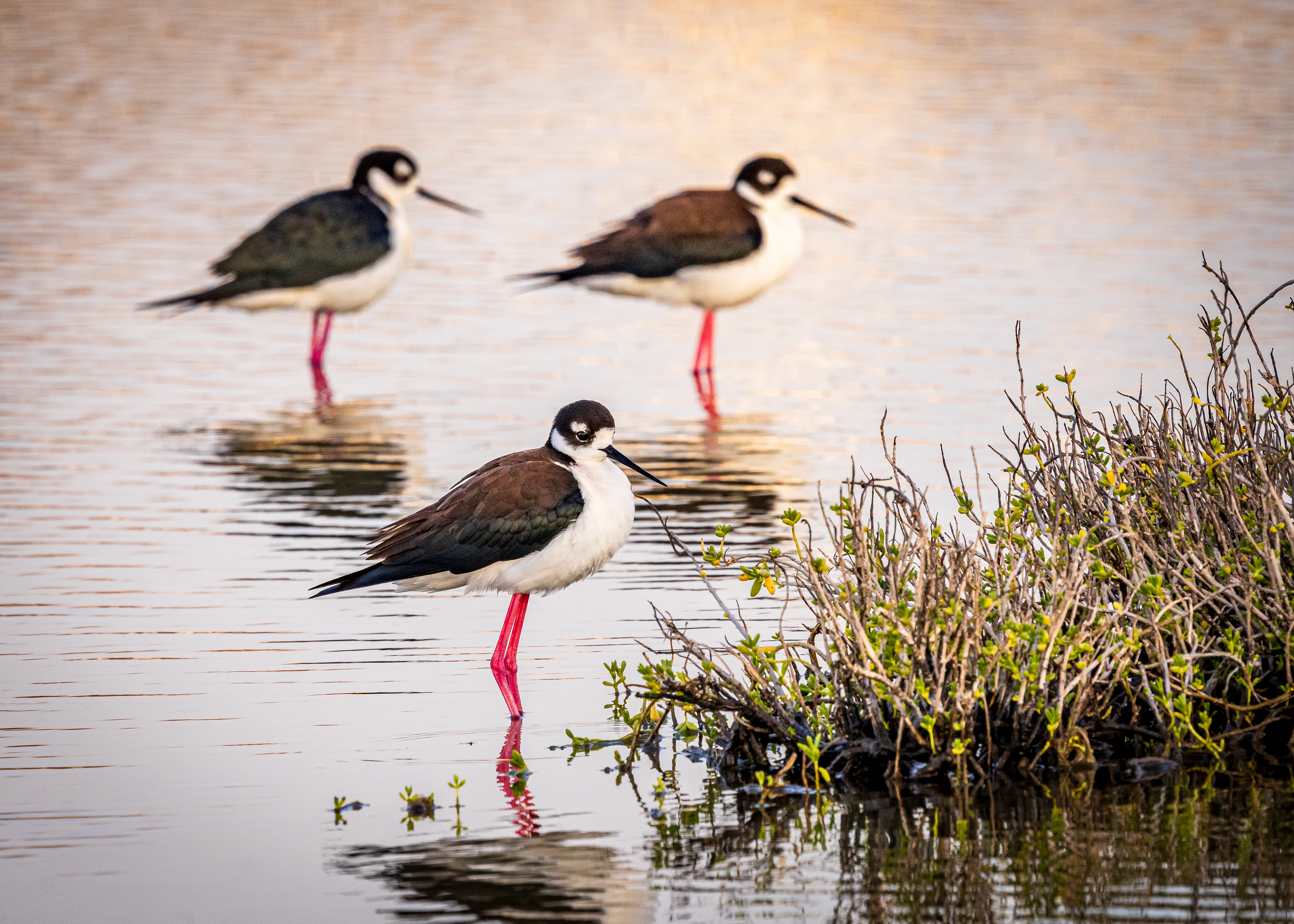 stilt