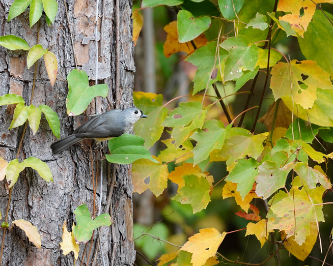 A small gray bird on the side of a tree with yellowing foliage