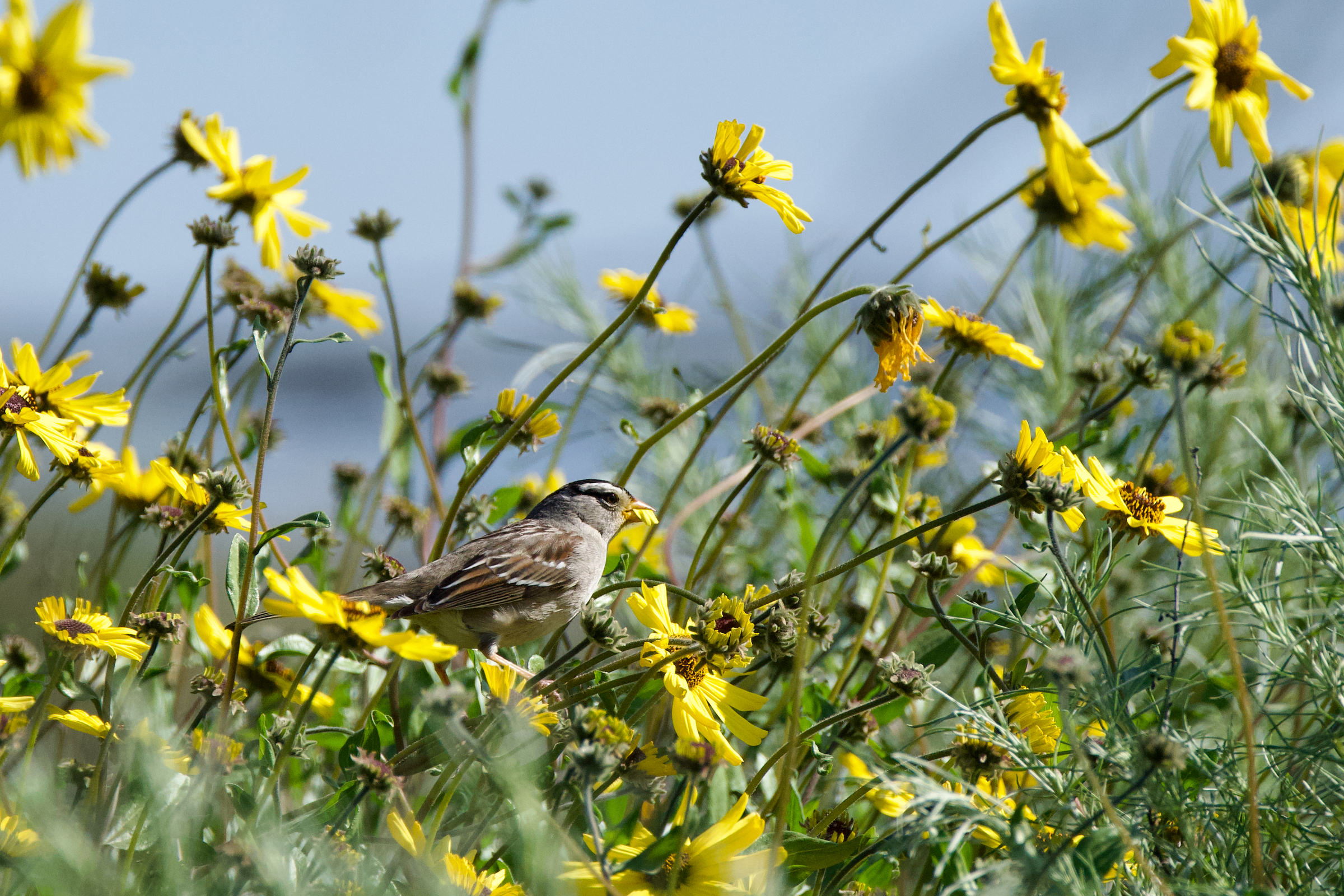 White-crowned Sparrow and Encelia californica (Bush Sunflower). Erika Lippoldt/Audubon Photography Awards.