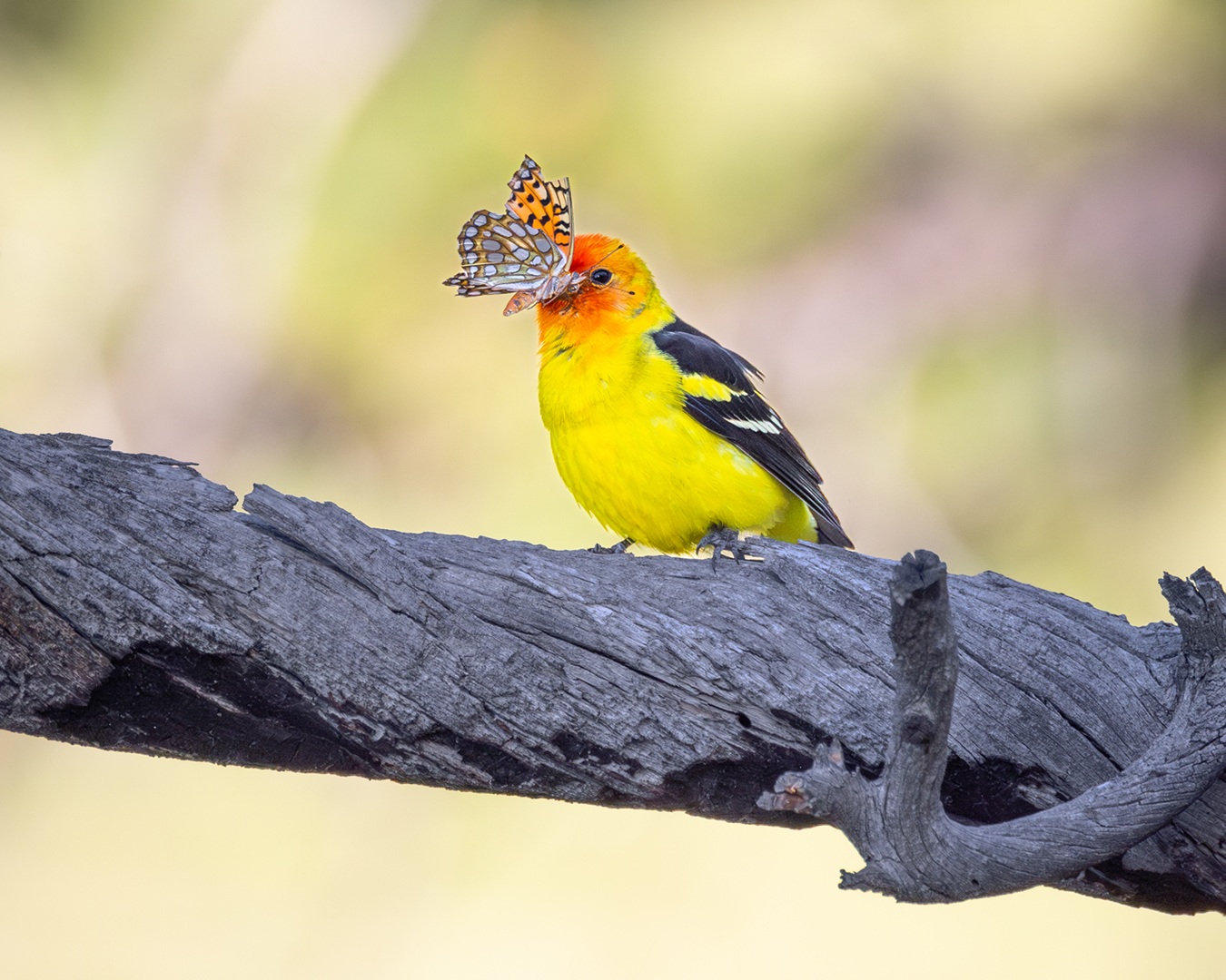 From desert washes to riparian forests, the Western Tanager relies on diverse California landscapes to complete its migration. Photo: Murali Hanabe/Audubon Photography Awards
