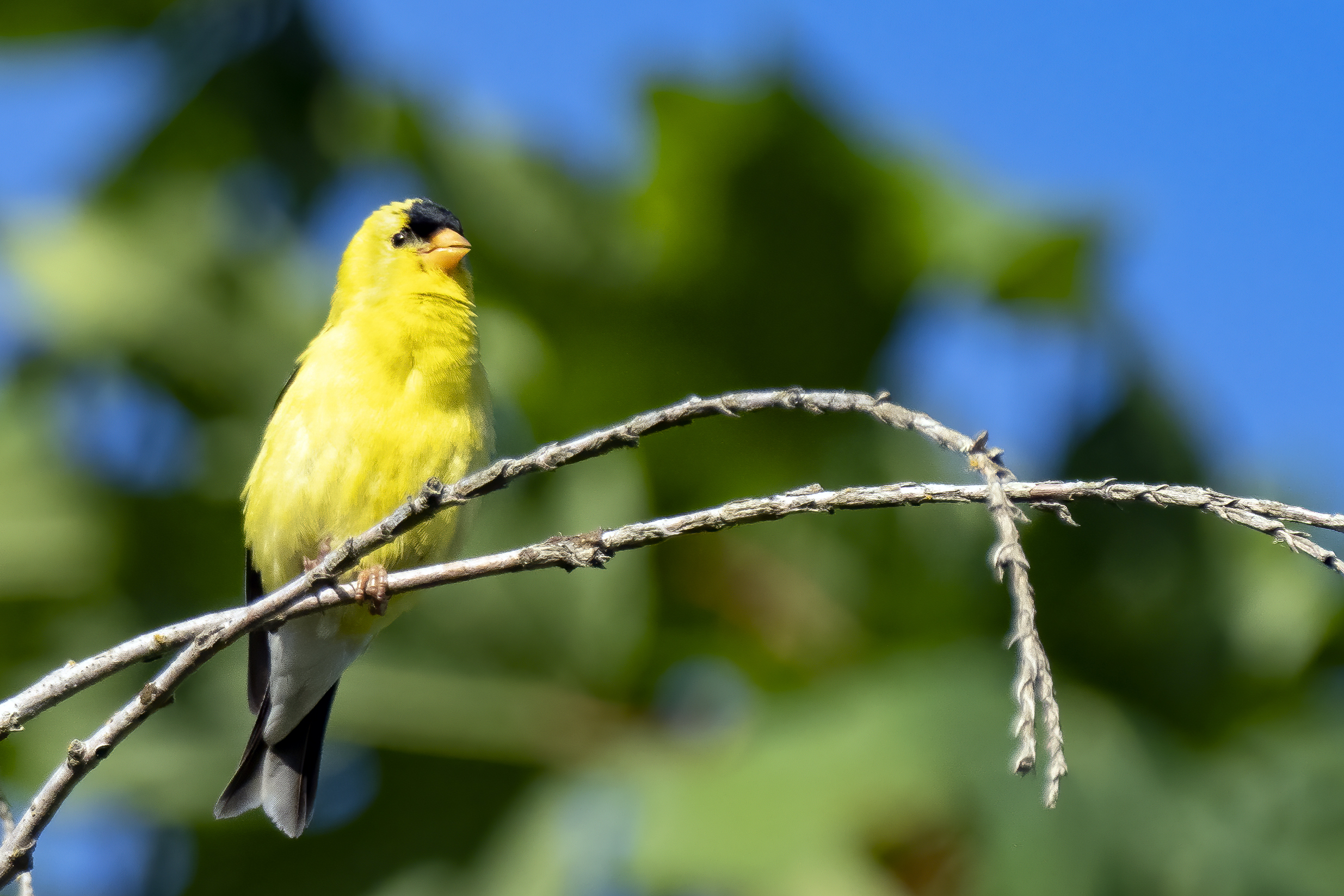 American goldfinch on branch.