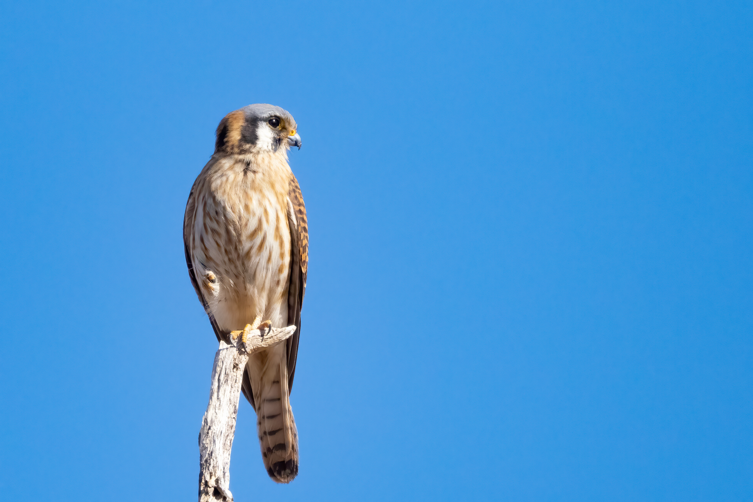 American Kestrel atop a branch