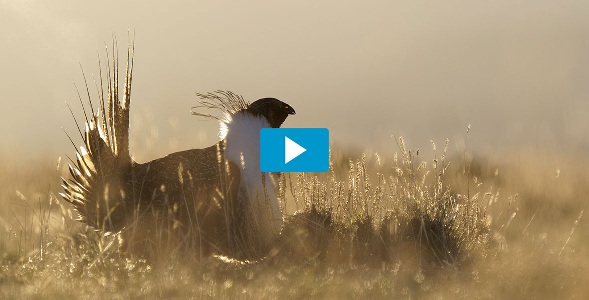 A male Greater Sage-Grouse displays while backlit. A play button is on the image.