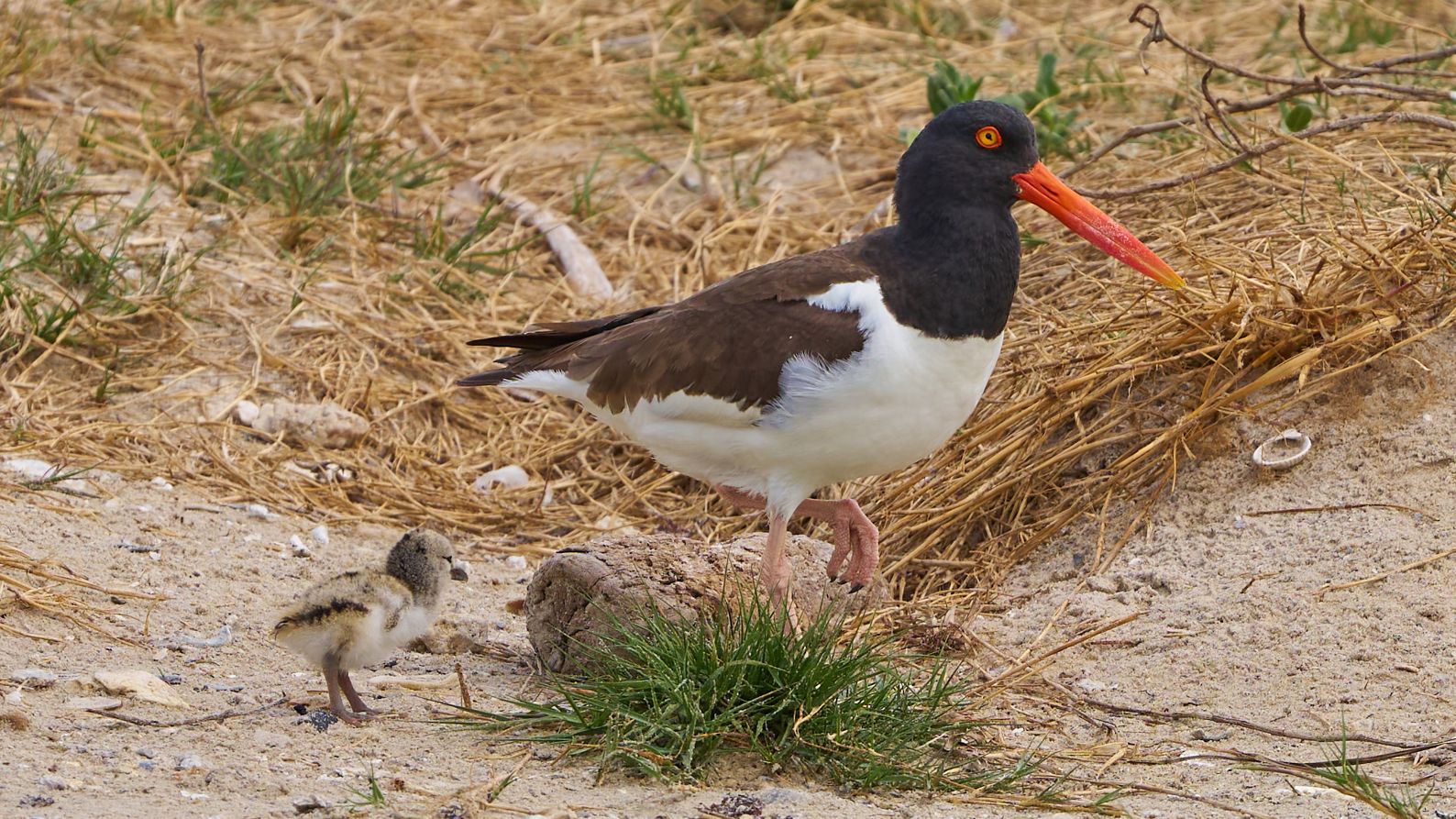 American Oyster Catcher