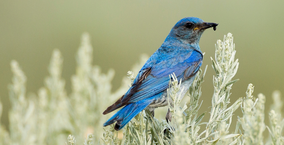 A Mountain Bluebird with an insect in its beak perched on a shrub.
