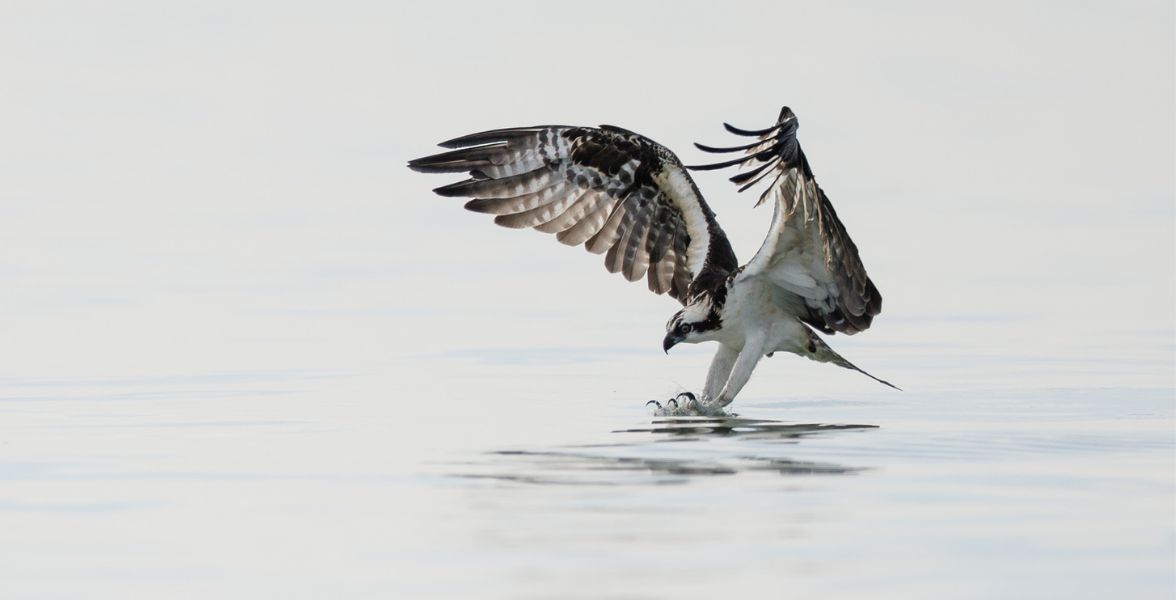 A hunting Osprey moments before it hits the water with its talons outstretched.