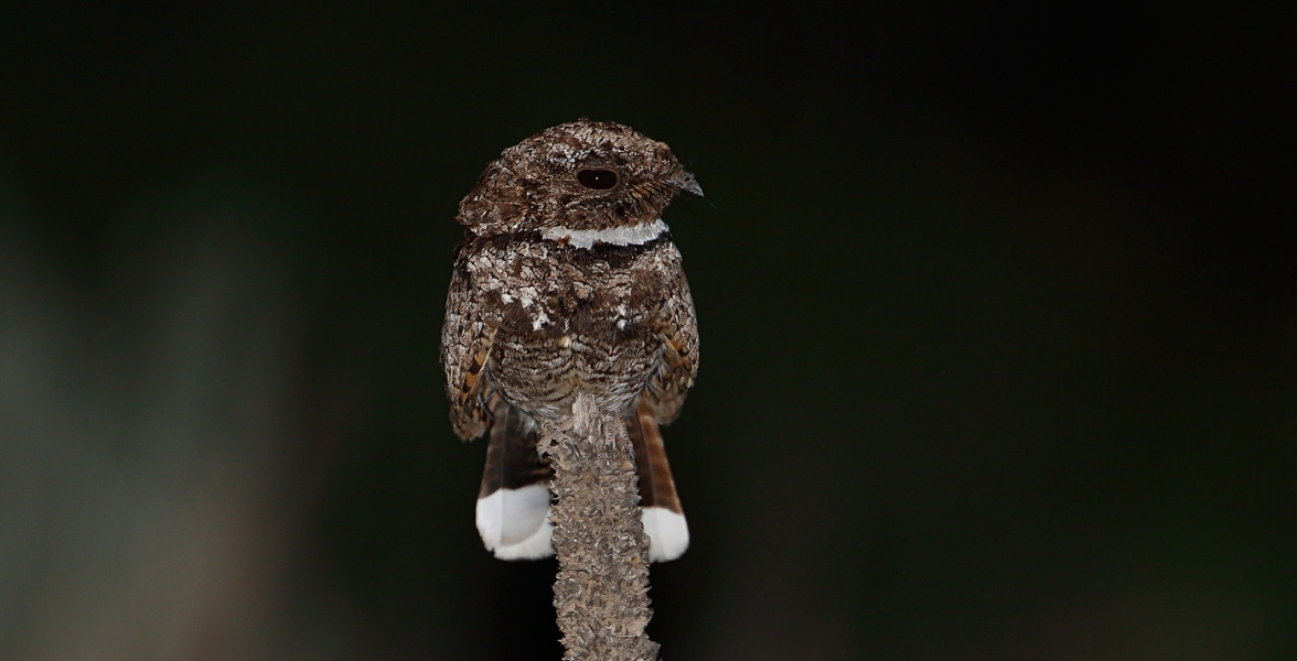 A Common Poorwill perches on a plant stalk.