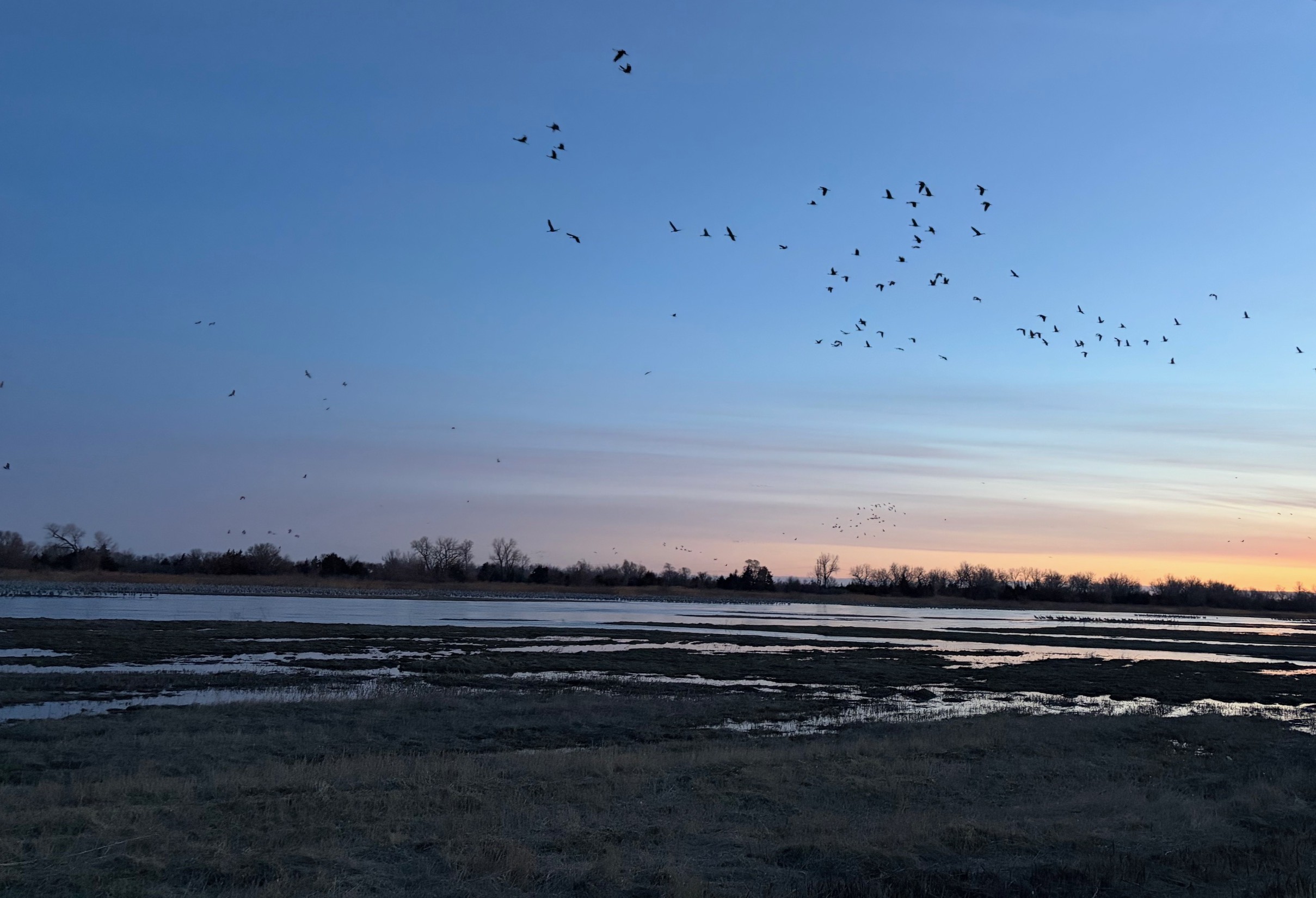 Sandhill cranes in flight at sunrise. 