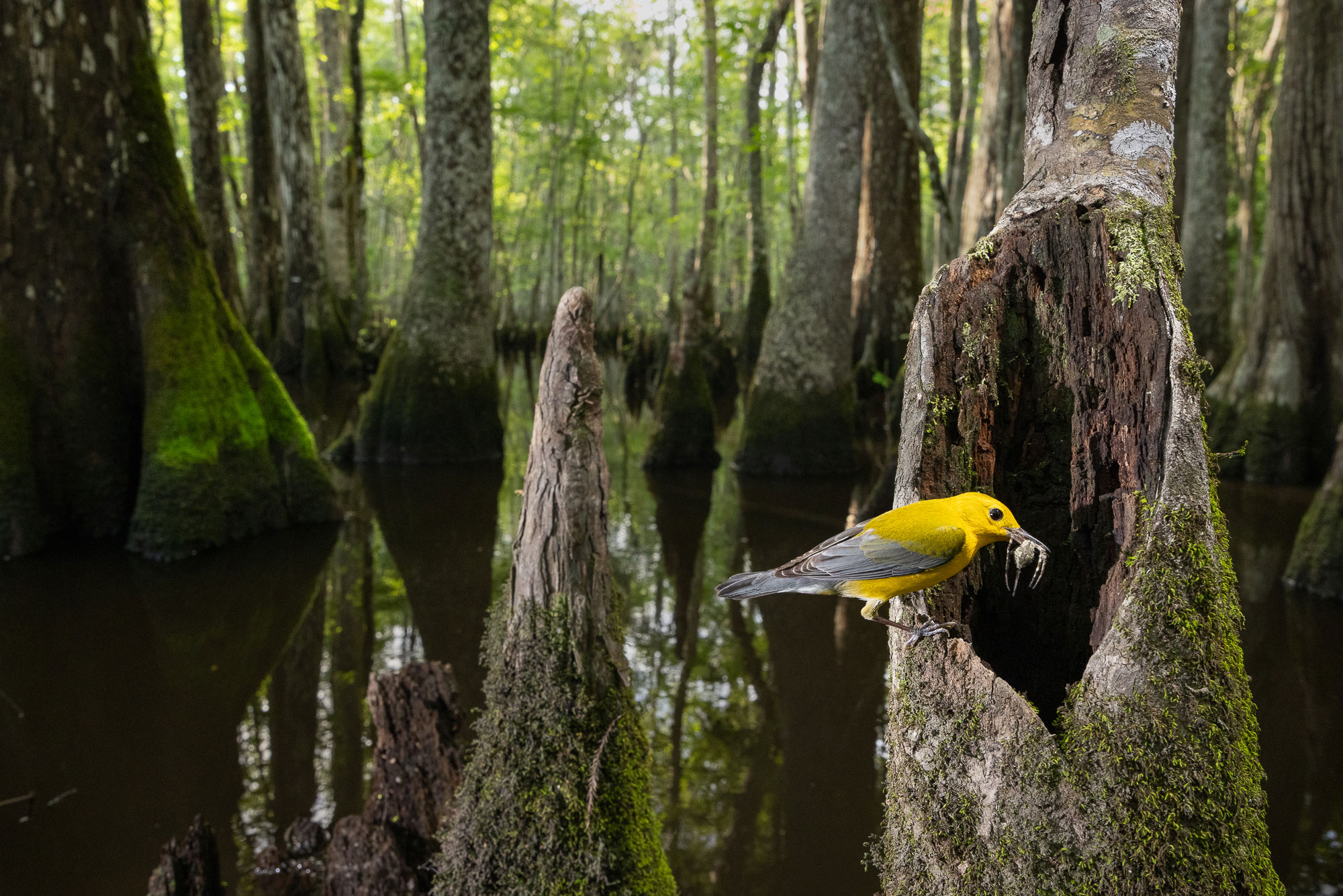 A bright yellow Prothonotary Warbler perched on a moss-covered cypress knee in a flooded bald cypress forest at Beidler Forest. Photo taken from a boat by Mac Stone.