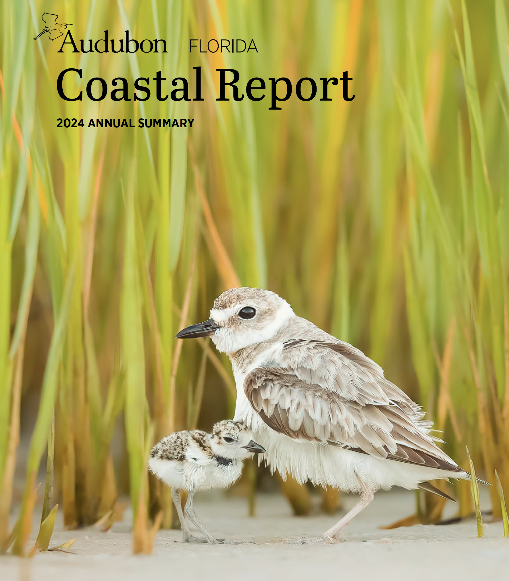 a Wilson's Plover and chick standing on sand with grass in the background