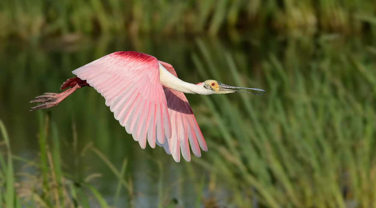 A pink bird soaring low over a grassy wetland