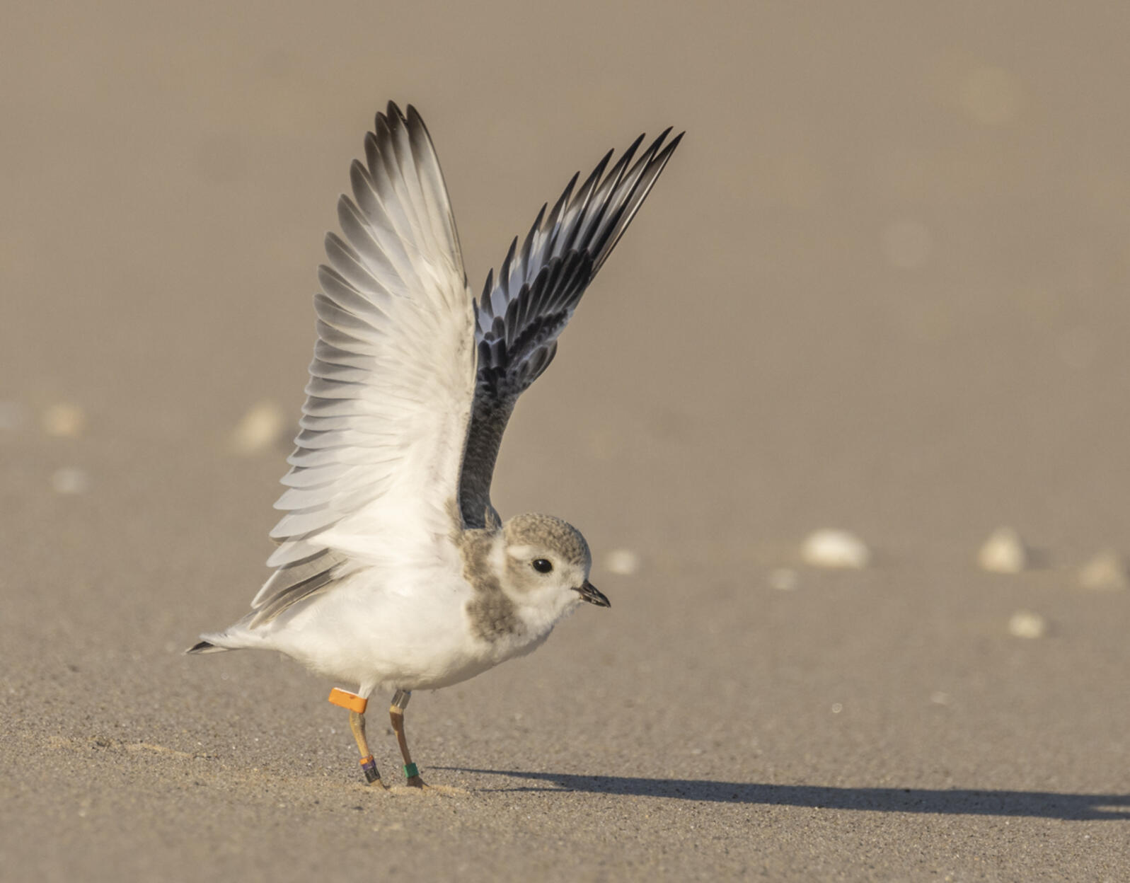 A Great Lakes Piping Plover stretches its wings in Michigan. Photo: Mary Lundeberg